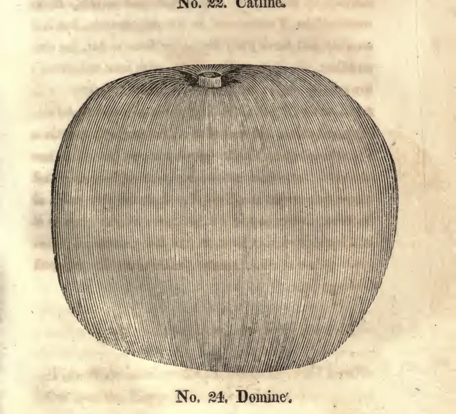 Illustration from Coxe, A View of the Cultivation of Fruit Trees (1817)