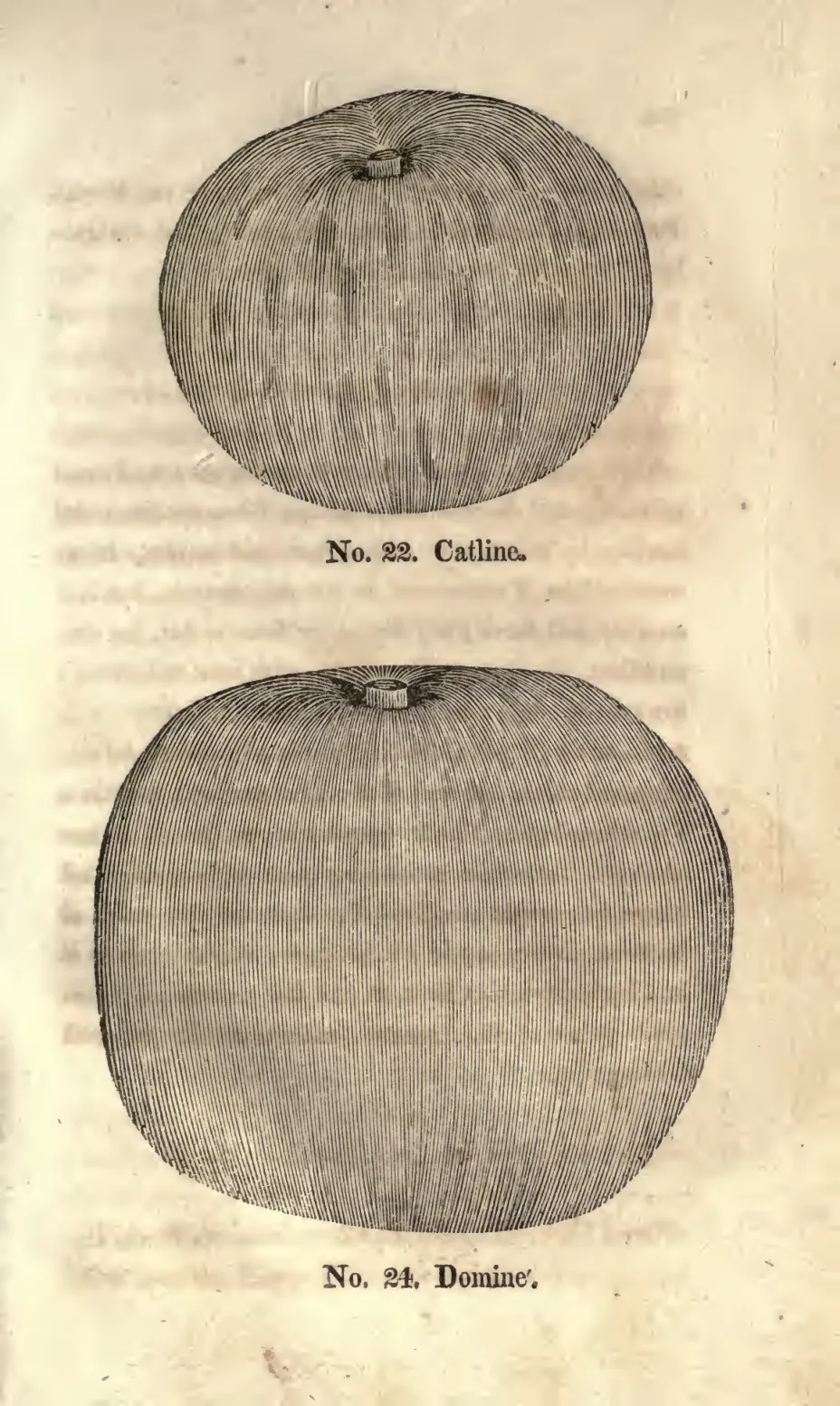 Illustration from Coxe, A View of the Cultivation of Fruit Trees (1817)