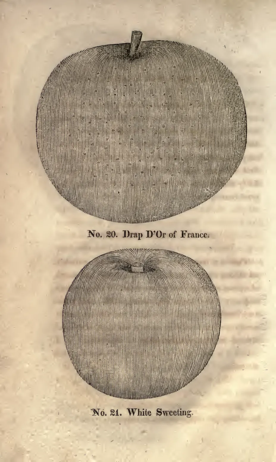 Illustration of Drap D'Or of France