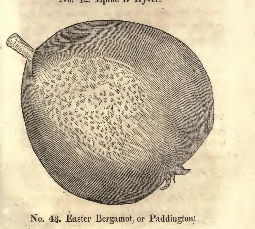 Illustration from Coxe, A View of the Cultivation of Fruit Trees (1817)