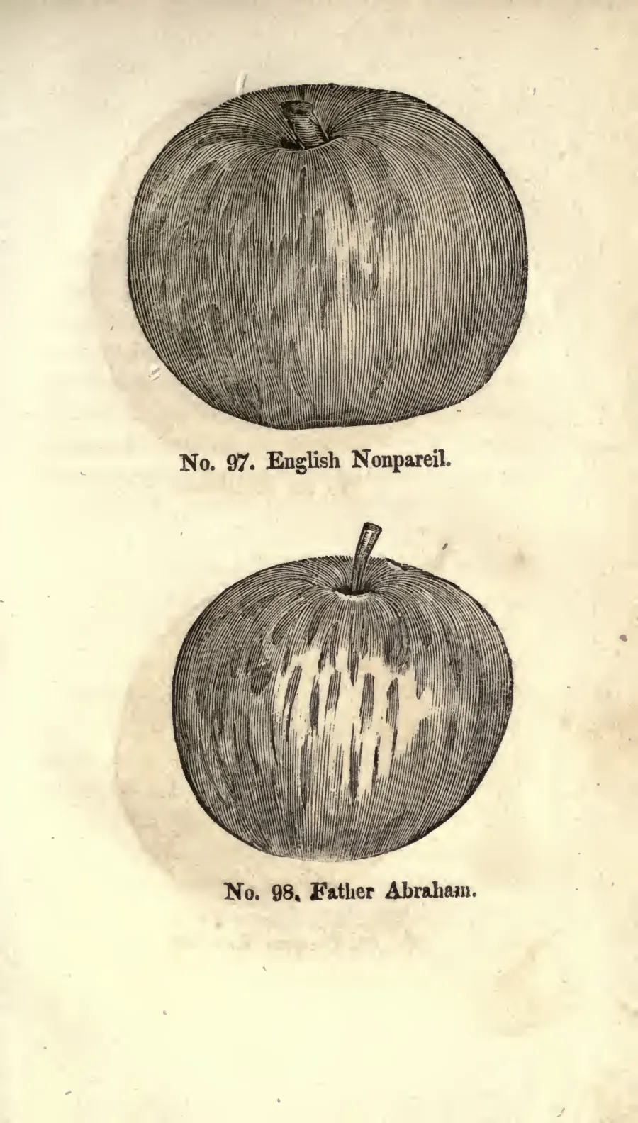 Illustration from Coxe, A View of the Cultivation of Fruit Trees (1817)