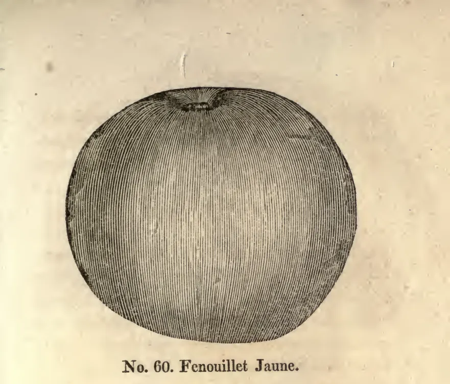 Illustration of Fenouillet Jaune