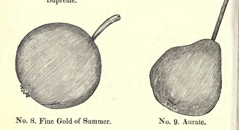 Illustration from Coxe, A View of the Cultivation of Fruit Trees (1817)