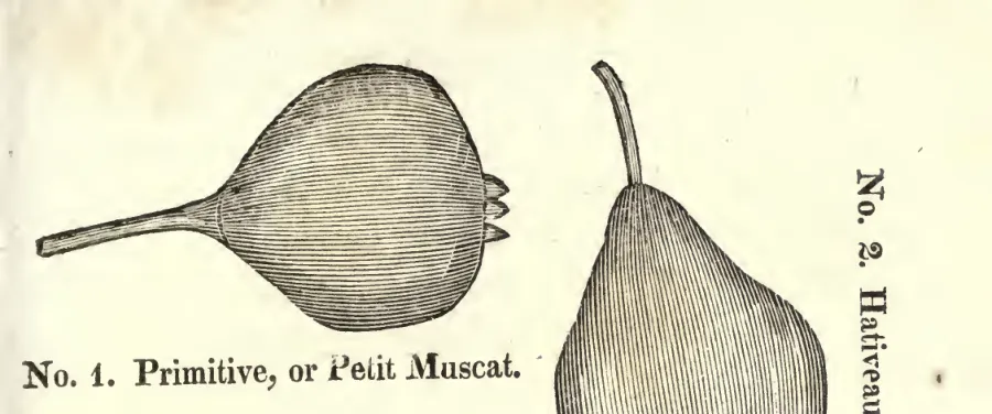 Illustration from Coxe, A View of the Cultivation of Fruit Trees (1817)