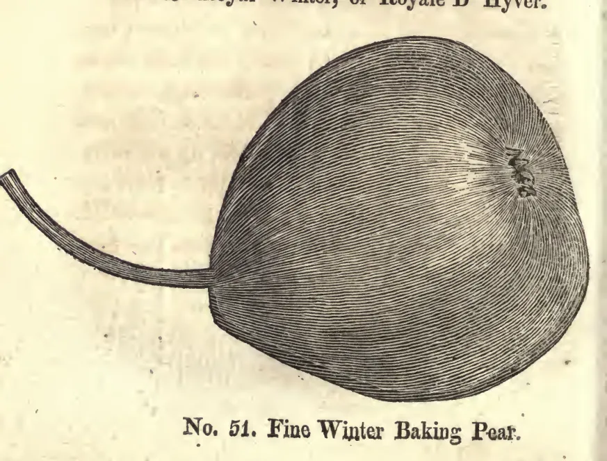 Illustration from Coxe, A View of the Cultivation of Fruit Trees (1817)
