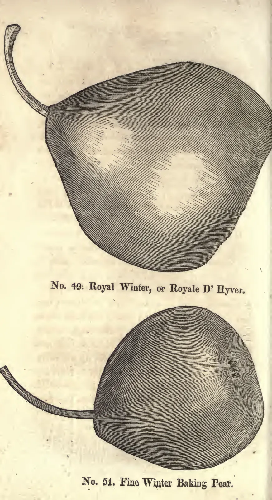 Illustration from Coxe, A View of the Cultivation of Fruit Trees (1817)