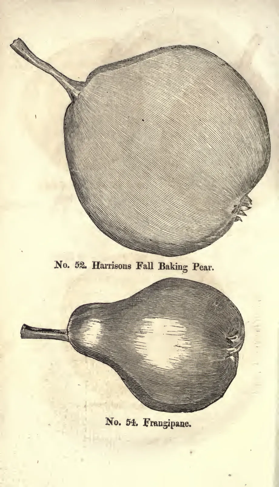 Illustration of Frangipane