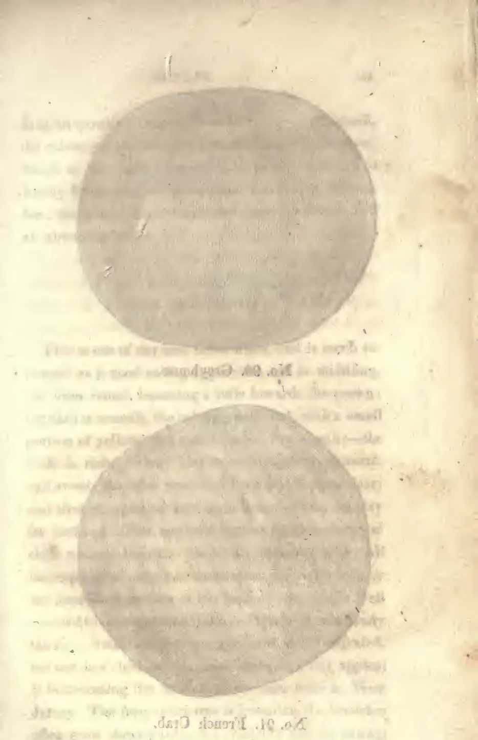 Illustration from Coxe, A View of the Cultivation of Fruit Trees (1817)