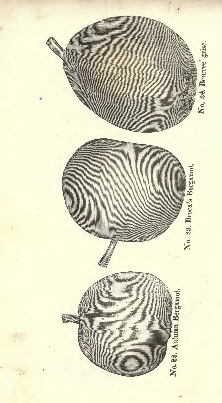 Illustration from Coxe, A View of the Cultivation of Fruit Trees (1817)