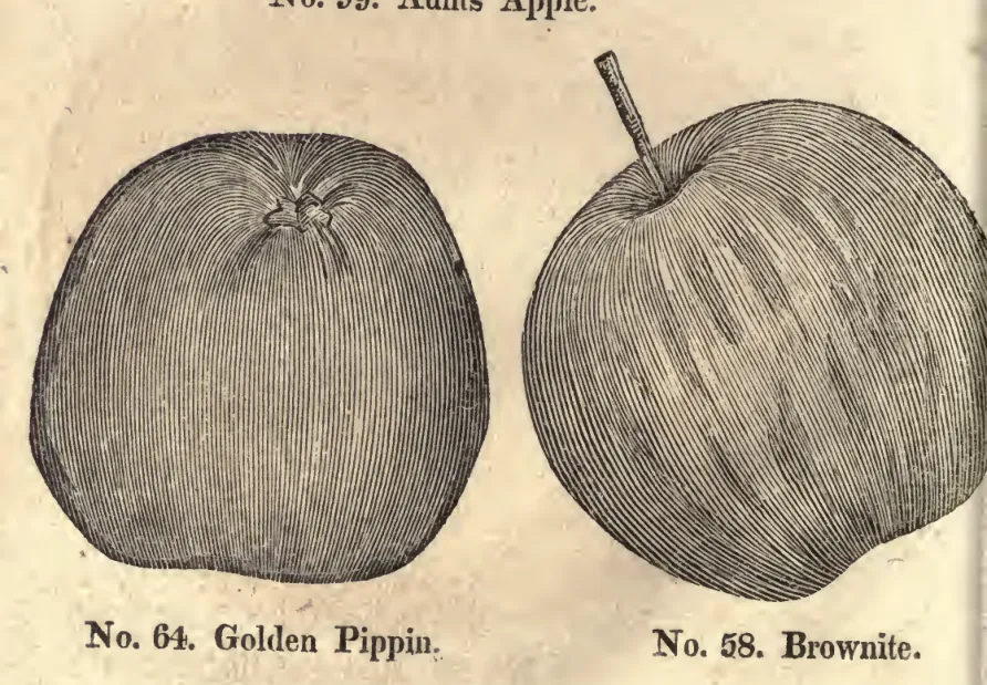 Illustration from Coxe, A View of the Cultivation of Fruit Trees (1817)