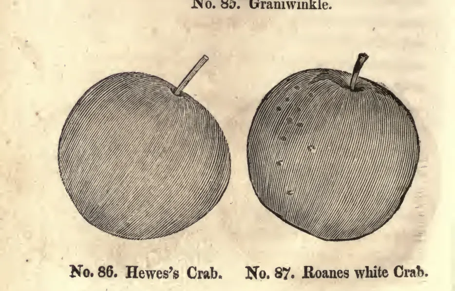 Illustration from Coxe, A View of the Cultivation of Fruit Trees (1817)