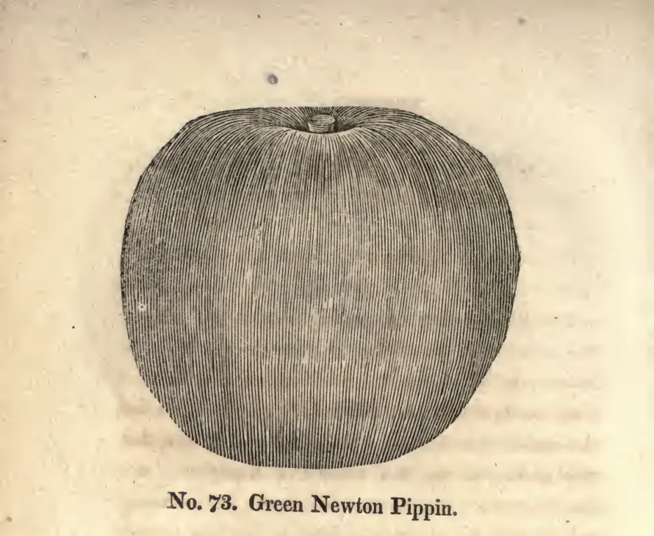 Illustration from Coxe, A View of the Cultivation of Fruit Trees (1817)
