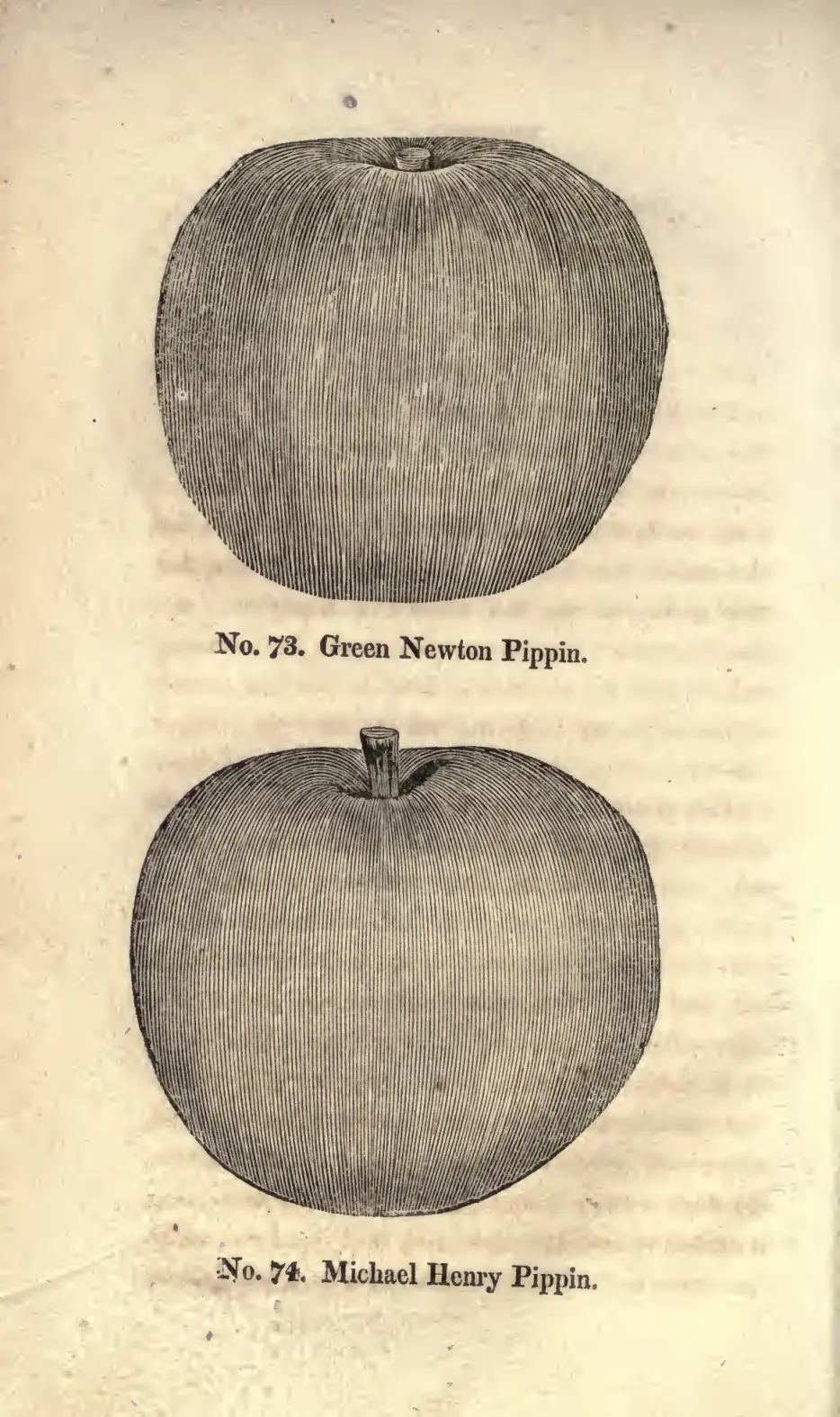 Illustration from Coxe, A View of the Cultivation of Fruit Trees (1817)