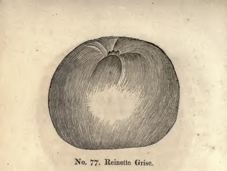 Illustration of Grey French Reinette