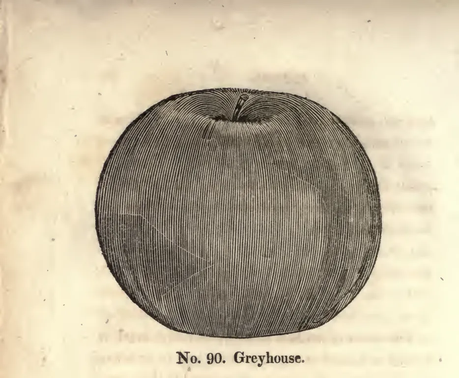 Illustration from Coxe, A View of the Cultivation of Fruit Trees (1817)