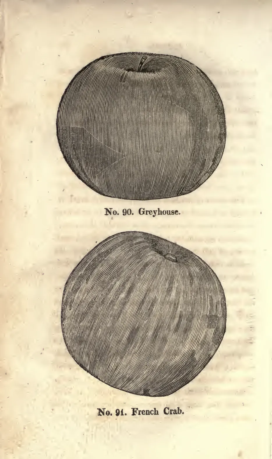 Illustration from Coxe, A View of the Cultivation of Fruit Trees (1817)