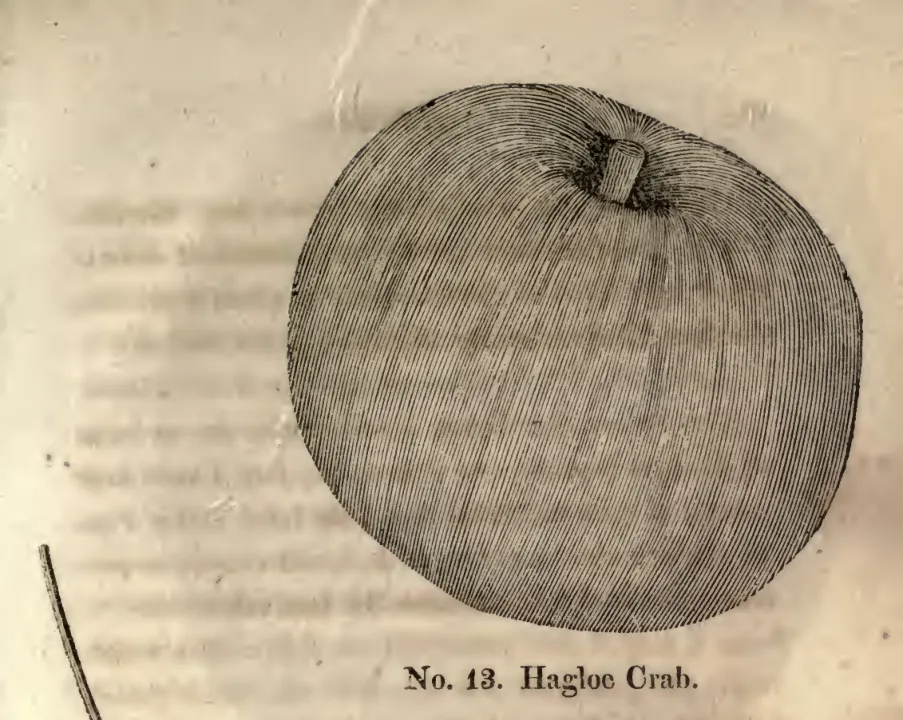 Illustration of Hagloe Crab