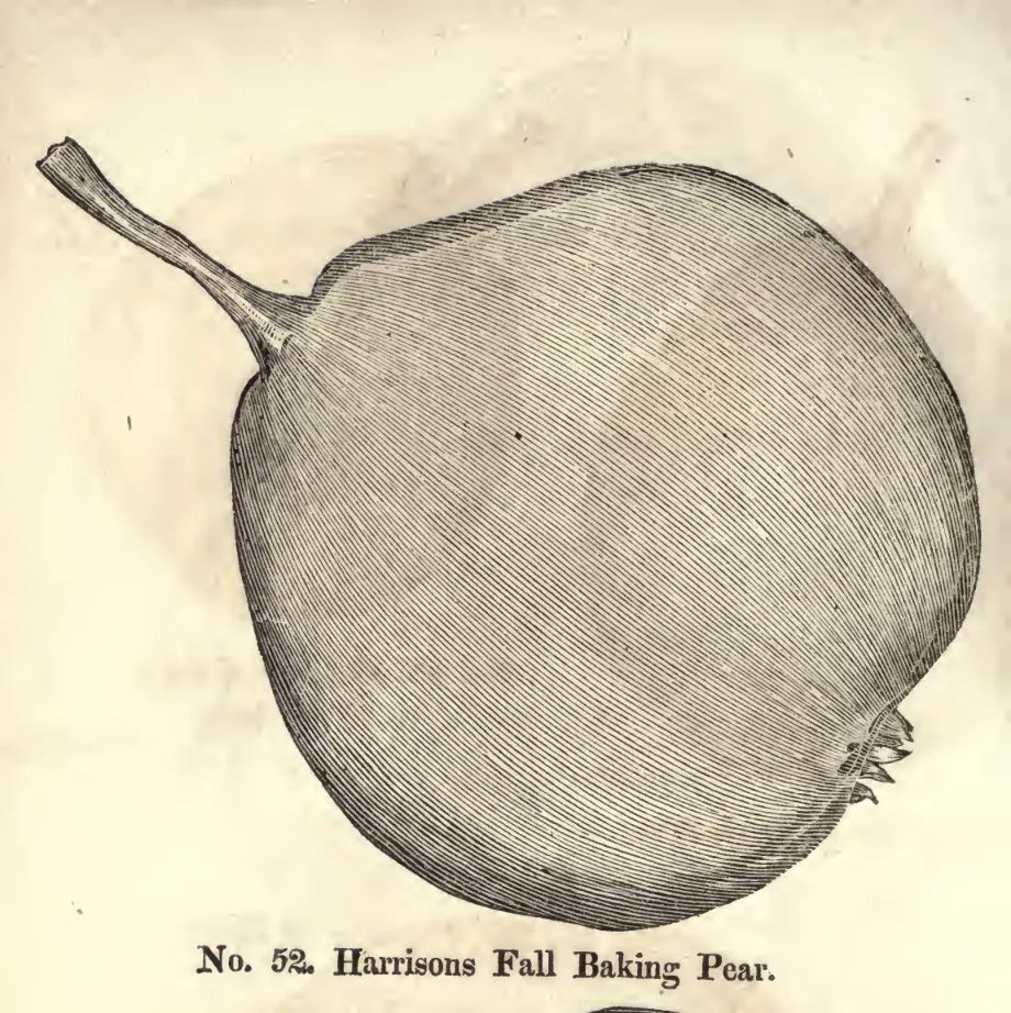 Illustration from Coxe, A View of the Cultivation of Fruit Trees (1817)