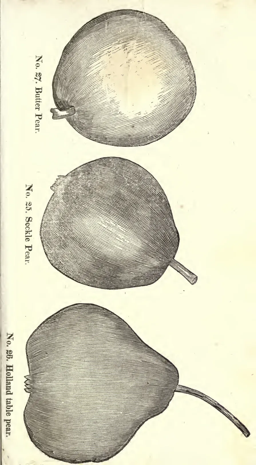 Illustration of Holland Green, Sometimes Called The Holland Table Pear
