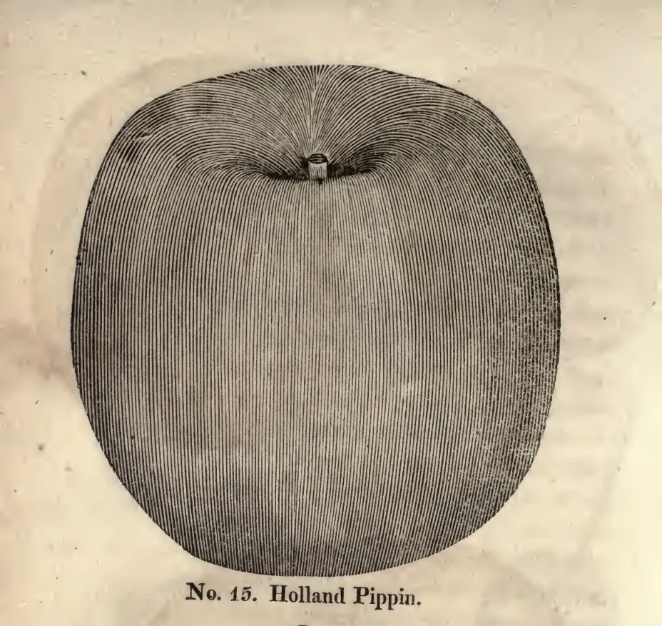 Illustration from Coxe, A View of the Cultivation of Fruit Trees (1817)