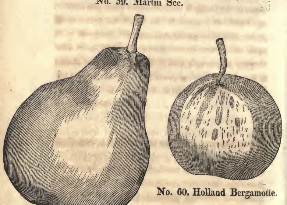 Illustration from Coxe, A View of the Cultivation of Fruit Trees (1817)