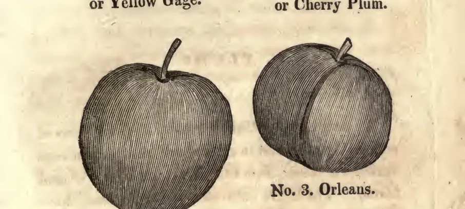 Illustration from Coxe, A View of the Cultivation of Fruit Trees (1817)
