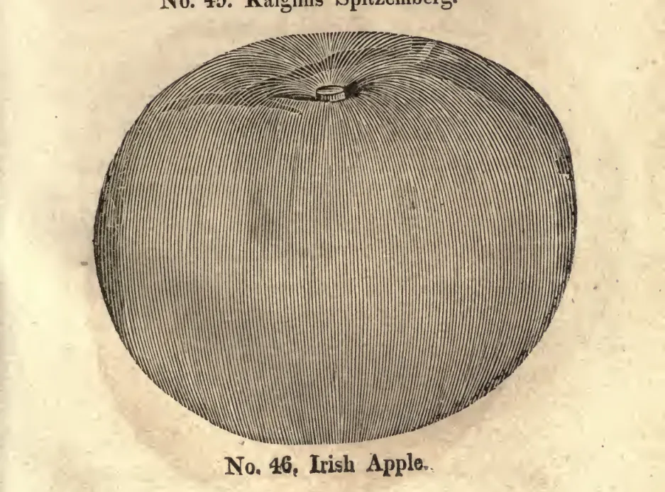 Illustration from Coxe, A View of the Cultivation of Fruit Trees (1817)