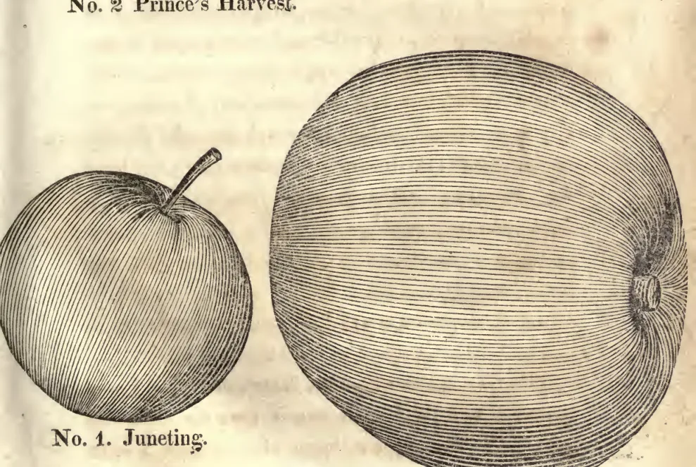 Illustration from Coxe, A View of the Cultivation of Fruit Trees (1817)