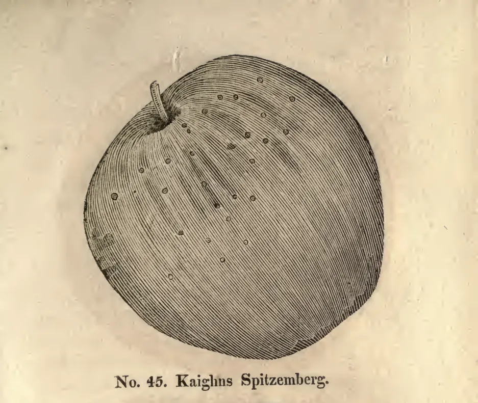 Illustration from Coxe, A View of the Cultivation of Fruit Trees (1817)