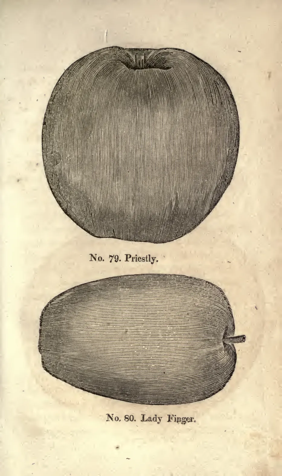 Illustration from Coxe, A View of the Cultivation of Fruit Trees (1817)