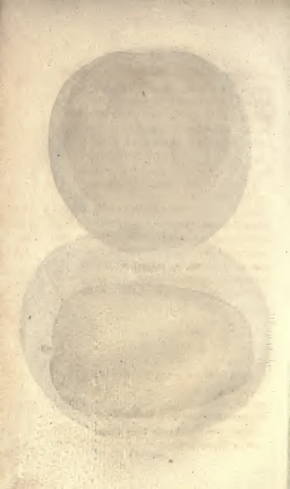 Illustration of Lady Finger