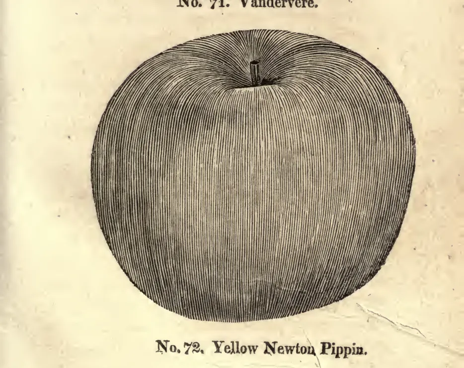 Illustration from Coxe, A View of the Cultivation of Fruit Trees (1817)