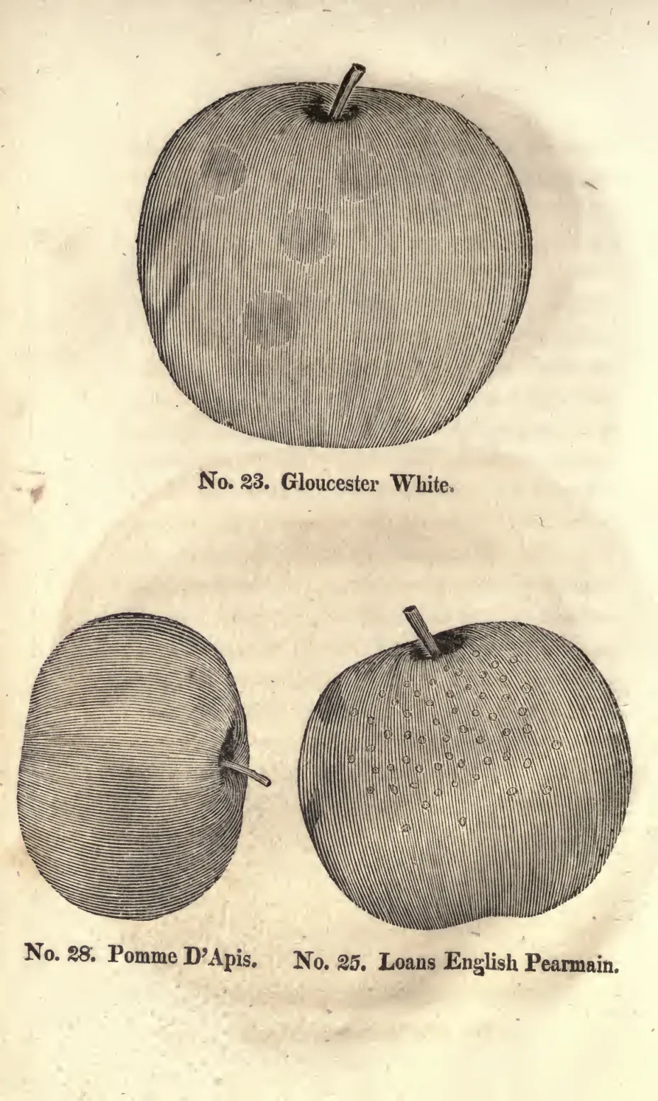 Illustration of Loan's Pearmain