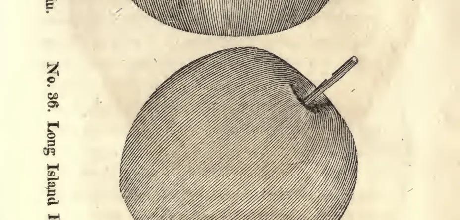 Illustration of Long Island Pippin