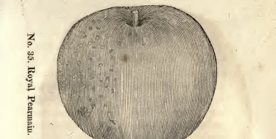 Illustration from Coxe, A View of the Cultivation of Fruit Trees (1817)