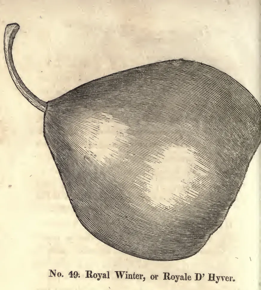 Illustration from Coxe, A View of the Cultivation of Fruit Trees (1817)