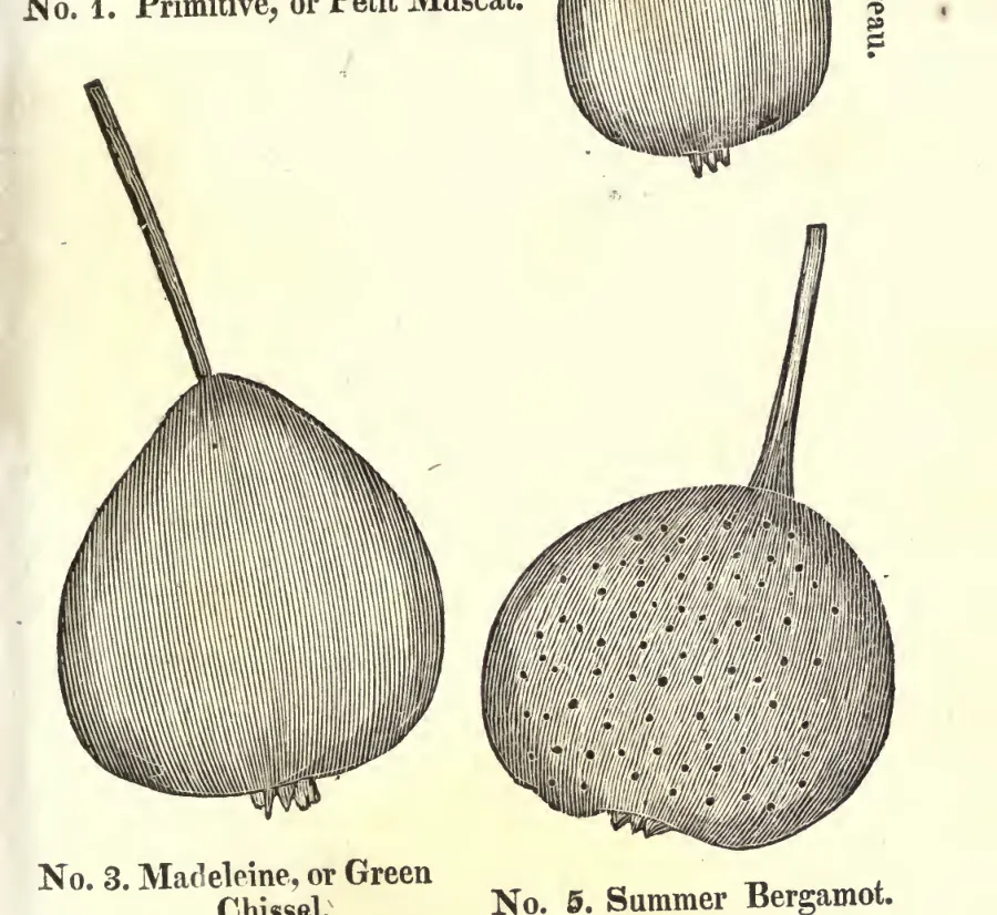 Illustration from Coxe, A View of the Cultivation of Fruit Trees (1817)