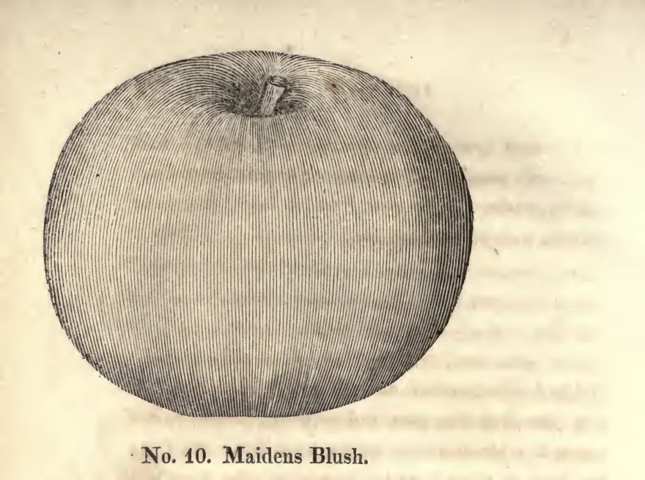Illustration from Coxe, A View of the Cultivation of Fruit Trees (1817)