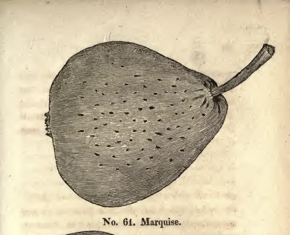 Illustration from Coxe, A View of the Cultivation of Fruit Trees (1817)