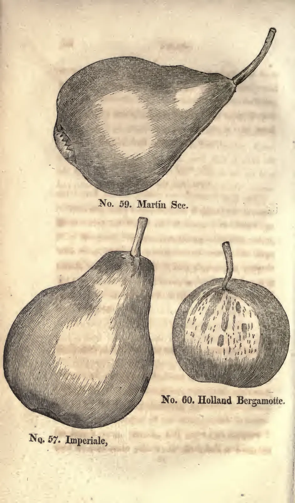 Illustration of Martin-Sec