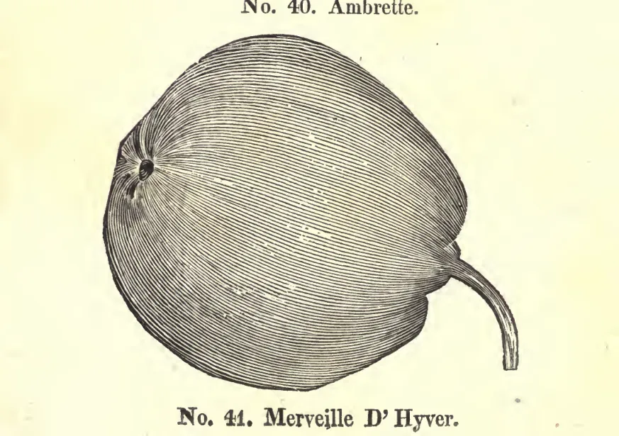 Illustration of Merveille d'Hyver