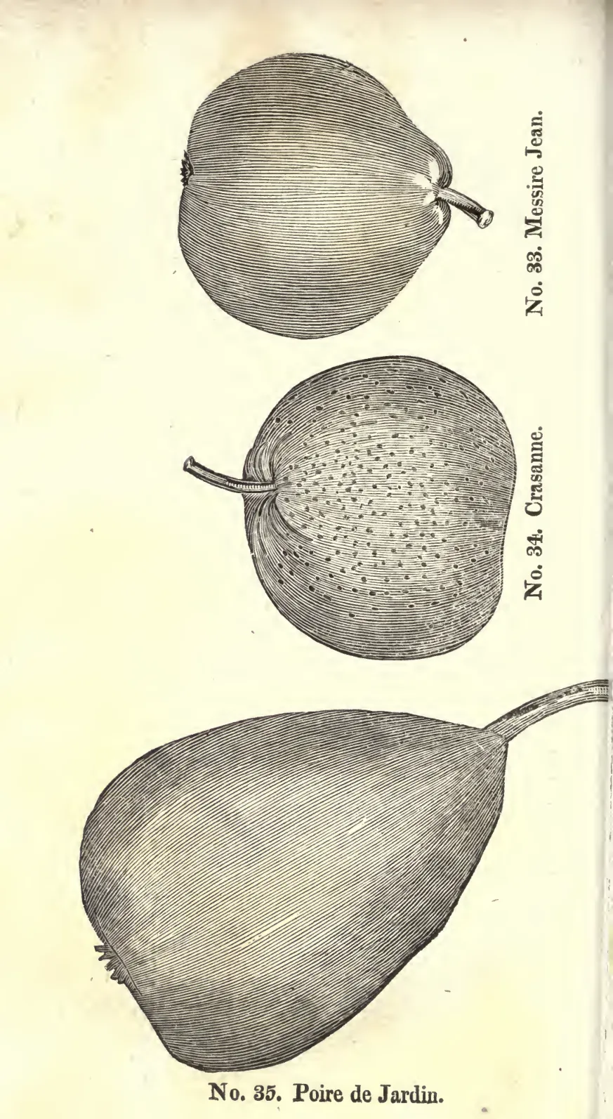 Illustration from Coxe, A View of the Cultivation of Fruit Trees (1817)