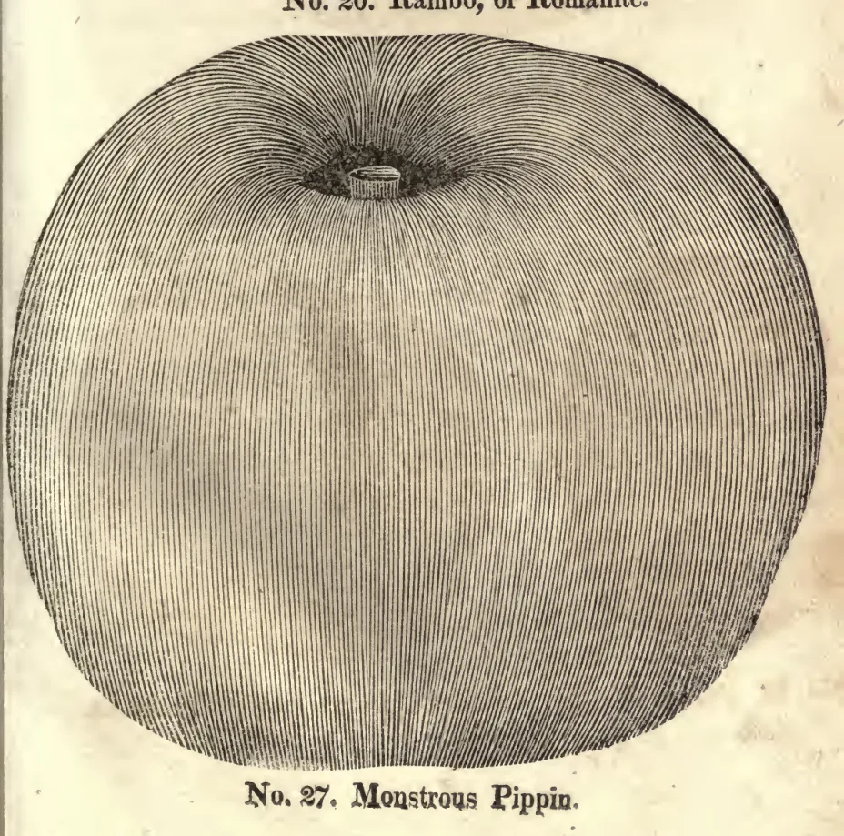Illustration from Coxe, A View of the Cultivation of Fruit Trees (1817)