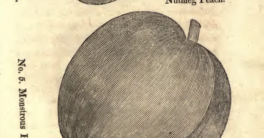 Illustration from Coxe, A View of the Cultivation of Fruit Trees (1817)