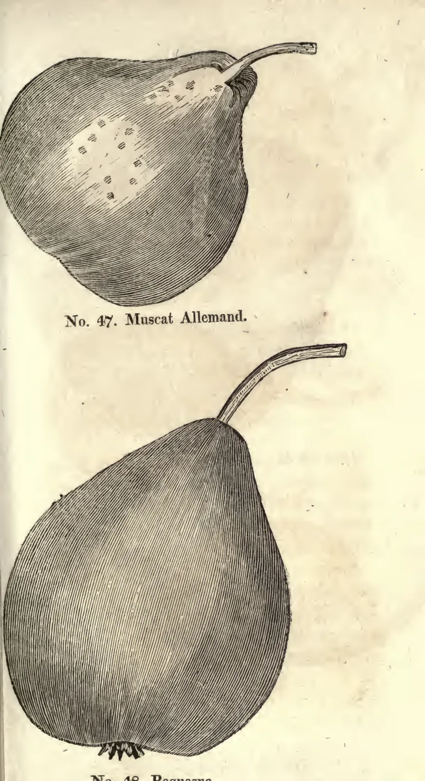 Illustration of Muscat Allemand