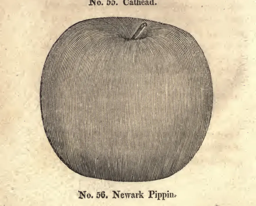 Illustration from Coxe, A View of the Cultivation of Fruit Trees (1817)