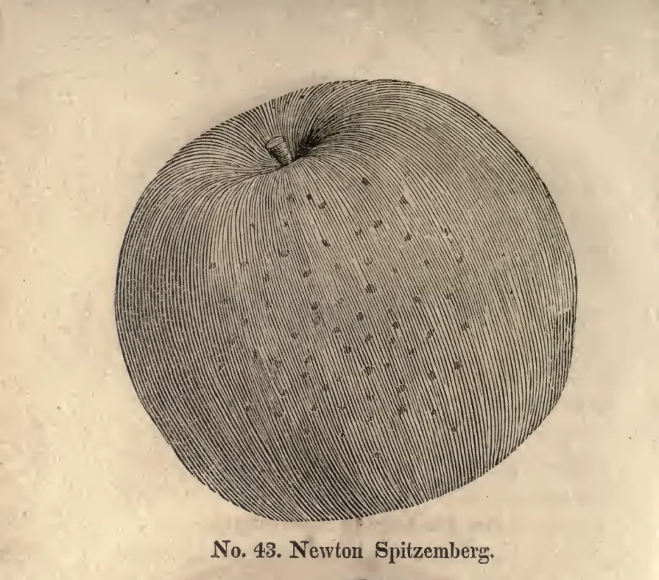 Illustration from Coxe, A View of the Cultivation of Fruit Trees (1817)
