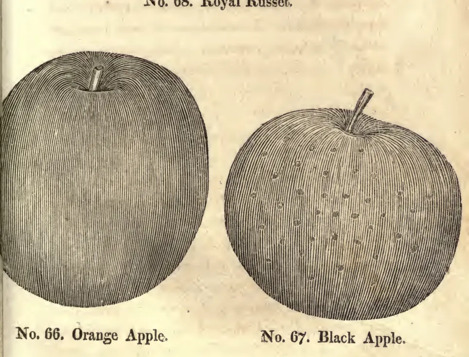 Illustration of Orange