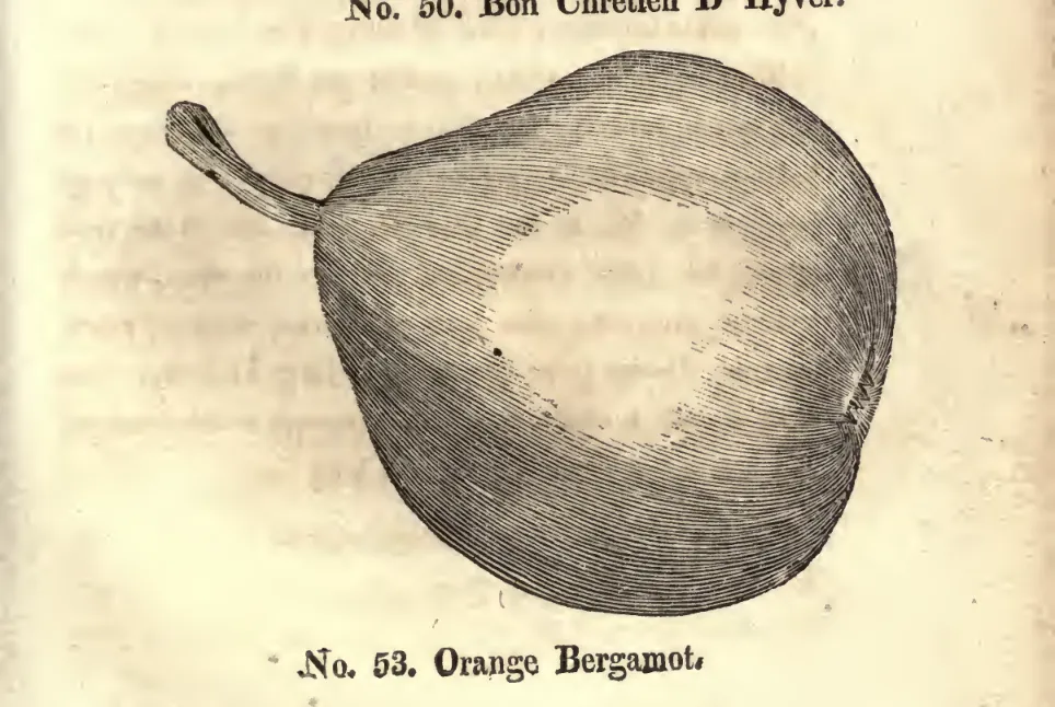 Illustration from Coxe, A View of the Cultivation of Fruit Trees (1817)