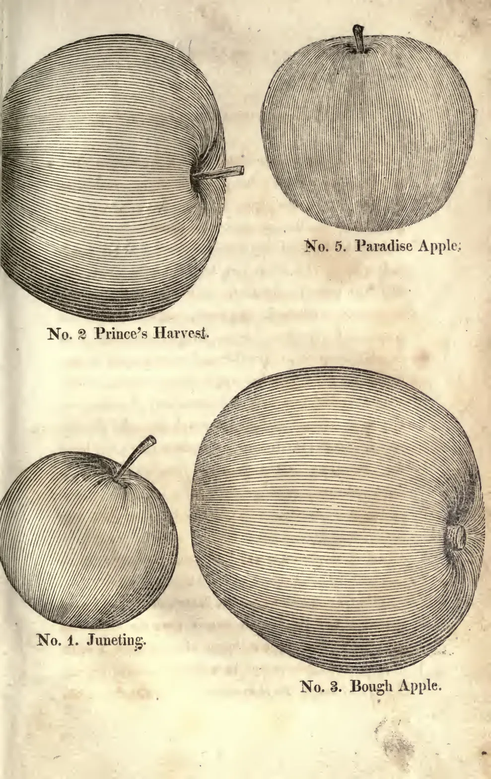 Illustration from Coxe, A View of the Cultivation of Fruit Trees (1817)
